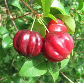   Fruits:nbsp;  Eugenia uniflora ; Photo by Malcolm Manners, flickr.com
